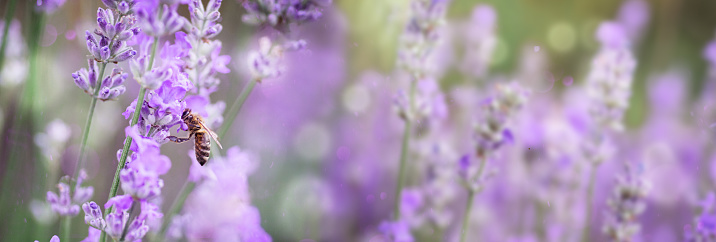 Honey bee on lavender flower in flower bed in garden in summer. Harvesting lavender nectar