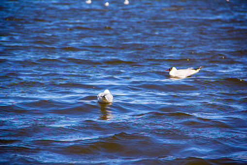 Two seagulls birds pair floating on blue waves of river pond. Two seagulls on the water surface of the lake