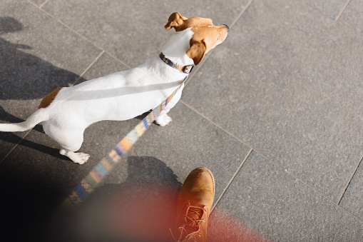 Close-up of a cute Jack Russell walking around the city