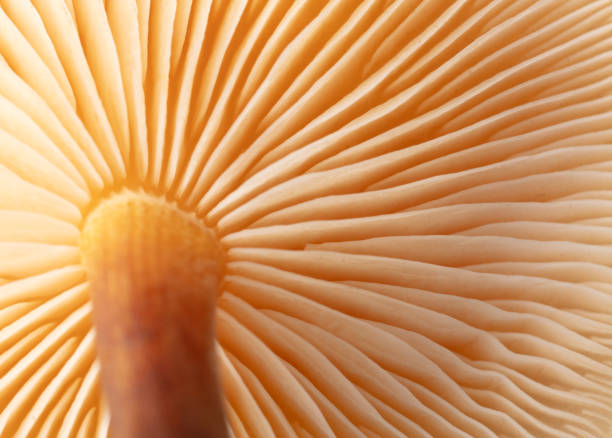 istock Winter honey fungus mushroom as a background. Macro 1960007607