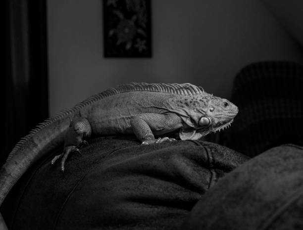 Black and white side view of green iguana