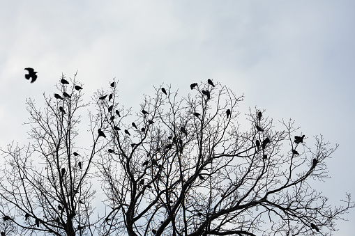 Silhouettes of birds on the branches of a tree without leaves. Cloudy sky