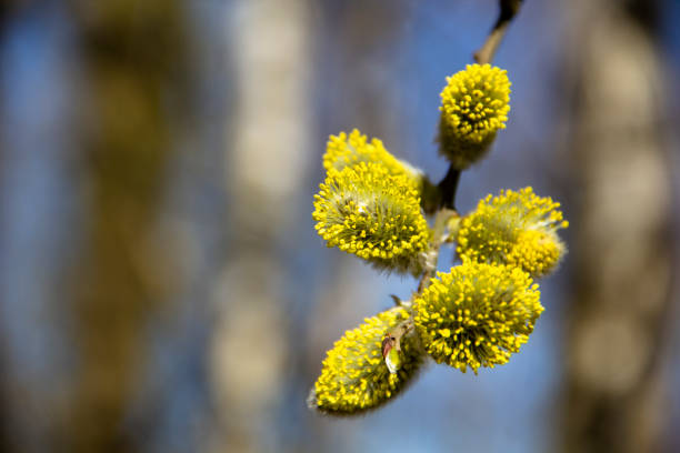 Pussy willow close-up