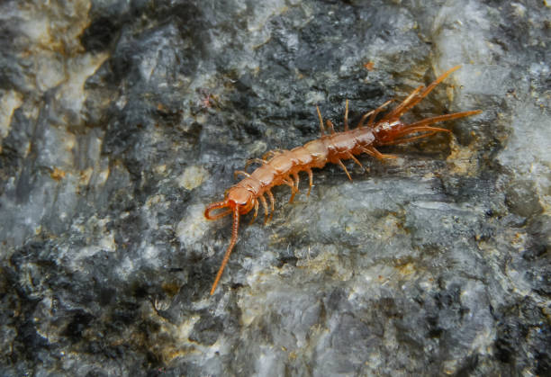 istock Brown centipedes - Lithobius variegatus, centipede from the Odessa catacombs 1960028456