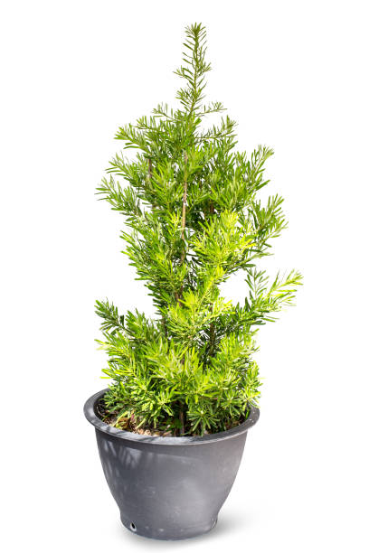 istock Podocarpus polystachyus in flowerpot isolated on white background 1960029078