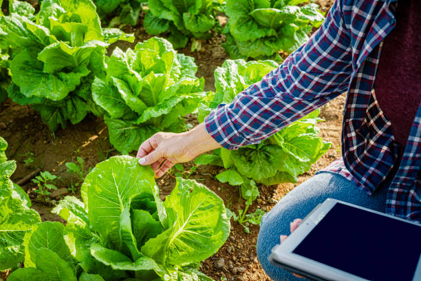 istock Agricultural technician worker examining lettuce leaves in a field 1960034732