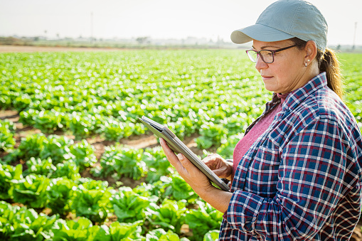 Portrait of female agronomist using digital tablet examining the lettuce crop. High resolution 42Mp studio digital capture taken with SONY A7rII and Zeiss Batis 40mm F2.0 CF lens
