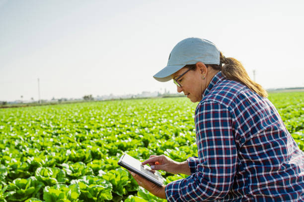 istock Female agriculture engineer on lettuce field with tablet in hands 1960035794