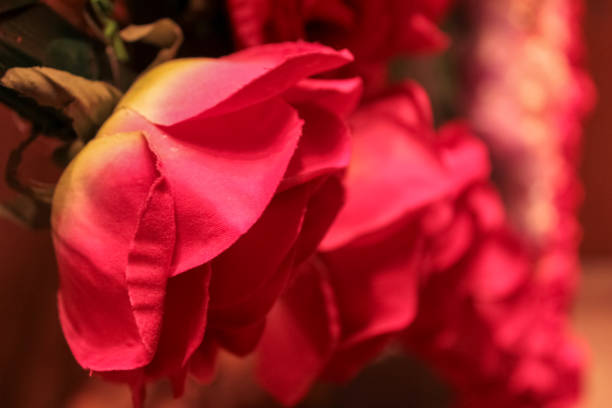 Close-up of the artificial roses. Flower and plant concept.