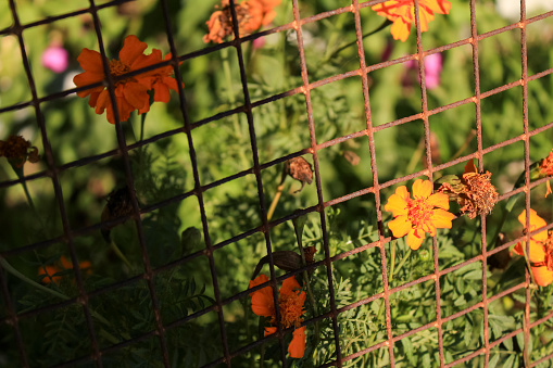 Close-up of Marigold Tagetes in the garden with the fence. Wild orange flowers with sunlight. Flower and plant.