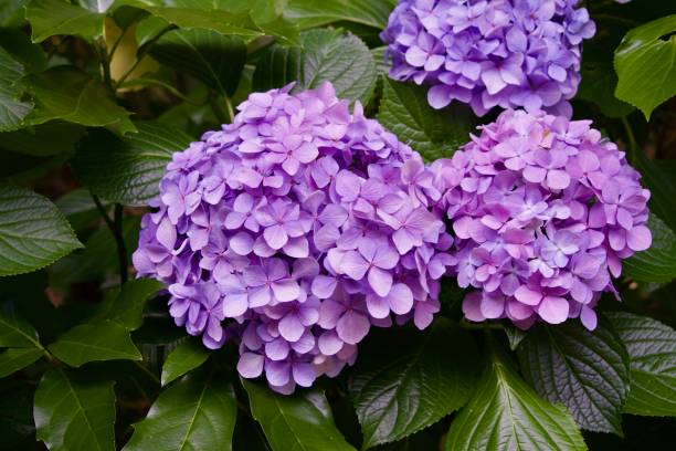 istock Close-up of light pink hydrangea 1960055028