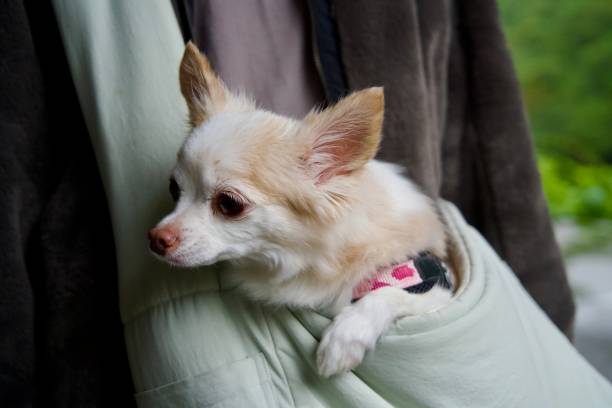 istock Chihuahua in a slanted bag 1960055083