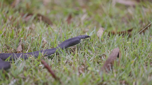 Black racer snake or rat snake slithering through green grass.