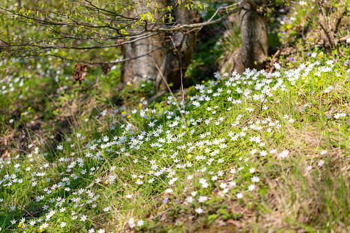 Bright flower meadow in forest. Anemone nemorosa
