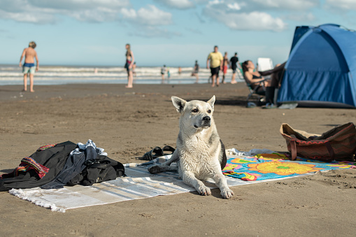 Dog sitting on a beach towel