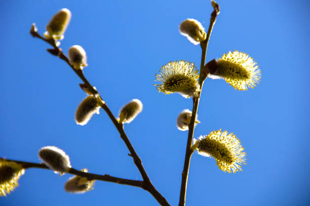 istock Spring macro landascape. Yellow flowering spring buds on trees close-up against a sunny blue spring sky. 1960072026