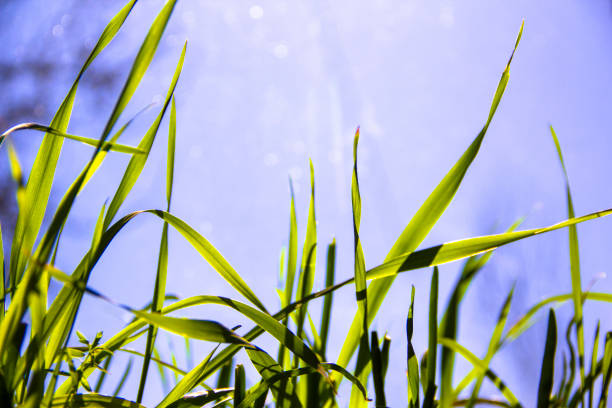 Spring sunny summer background - close-up green grass on blured blue background. Spring concept