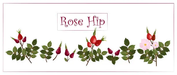 Vector illustration of Rose hip