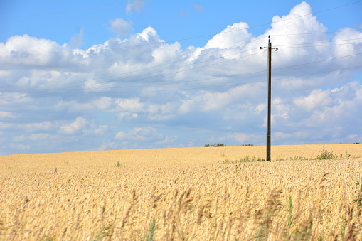wheat field with electric pylon and cloudscape on background copy space