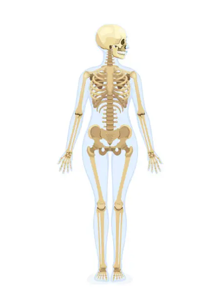 Vector illustration of Female Human skeleton. Front view. Human Skull Lateral View.