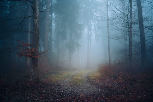 istock Foggy  Woodland scenery in deciduous forest 1960093314