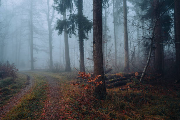 Tees covered in Fog a Woodland scenery in deciduous forest