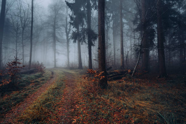 Tees covered in Fog a Woodland scenery in deciduous forest
