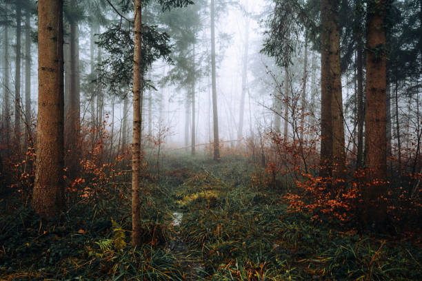 istock Foggy  Woodland scenery in deciduous forest 1960093323