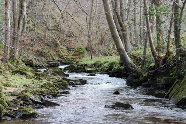 istock View along a woodland river in winter sunshine 1960099150