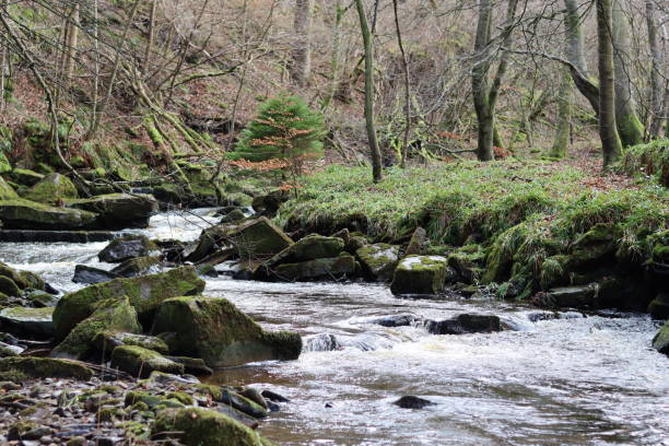 istock View along a woodland river in winter sunshine 1960101292