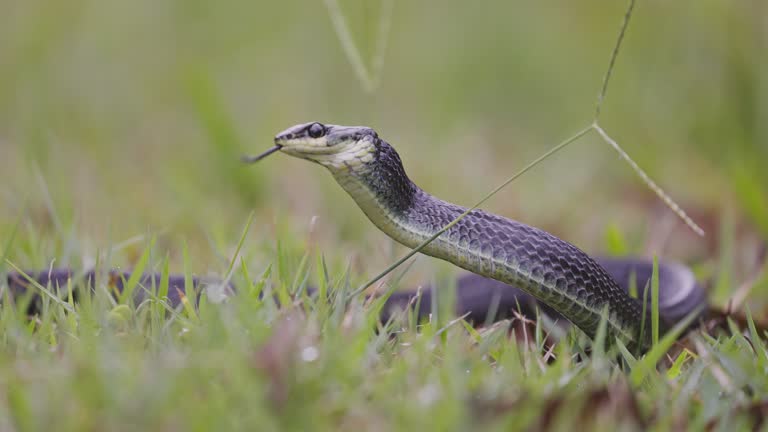 Black racer snake or rat snake coiled ready to strike looking at camera.