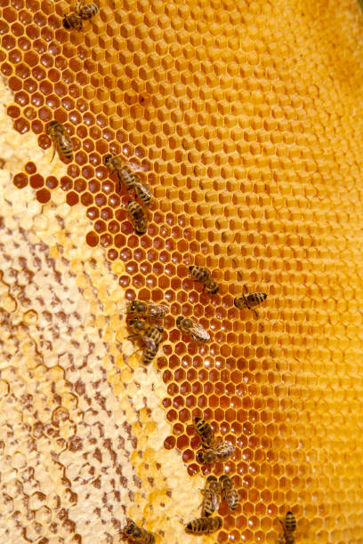 istock Working bees on the yellow honeycomb with sweet honey. 1960103429
