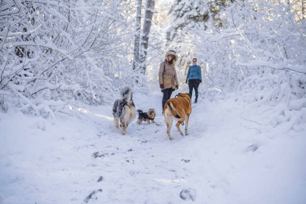 istock Hiking in the snow-covered woods 1960109822
