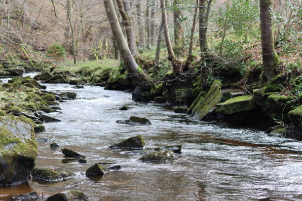istock View along a woodland river in winter sunshine 1960110913