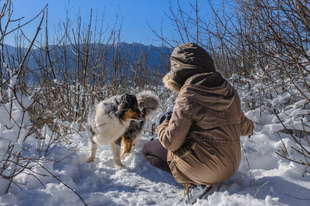 Close-Up Of Rough Collie Looking Away During Winter