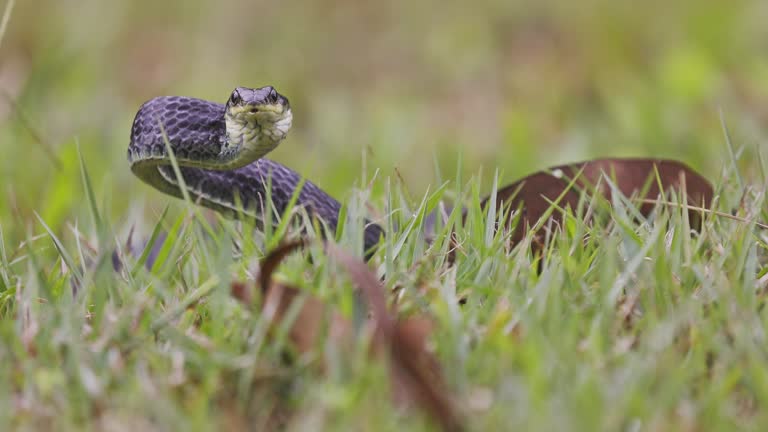 Black racer snake or rat snake coiled ready to strike looking at camera.