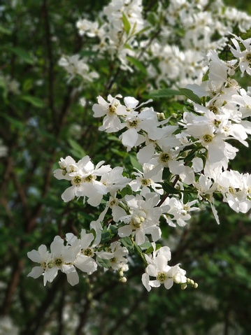 Spring white blossoms.