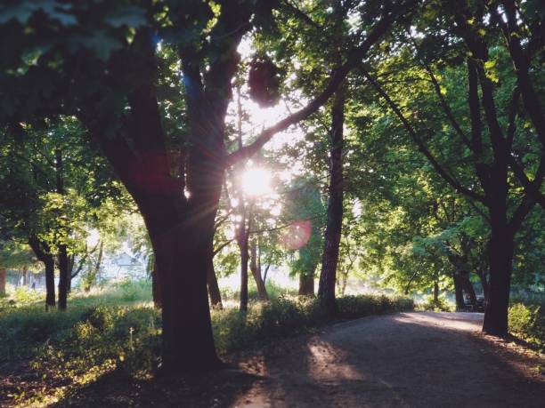 istock A beautiful view of a park 1960115391