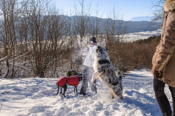 istock Playing with our dogs in the snow 1960115950