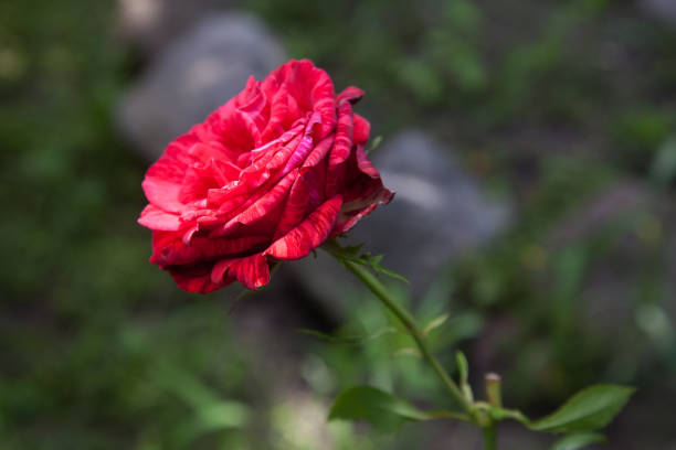 A bright pink blossoming roses in the garden. Beautiful pink rose bush growing on flower bed at sunny summer day.