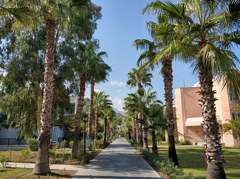 Luxurious palm trees growing along the road