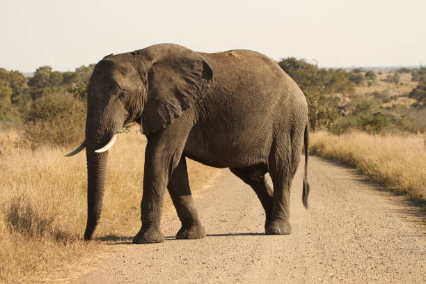 istock Majestic African elephant strolls down a dirt road 1960120900