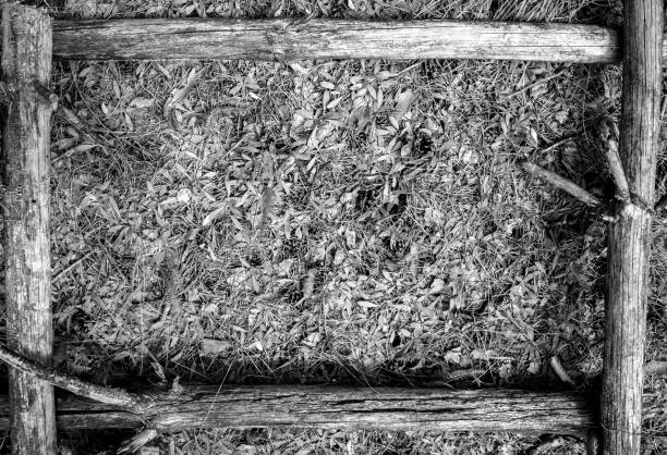 Black and white Beautiful textured frame from old trees against a background of green forest grass