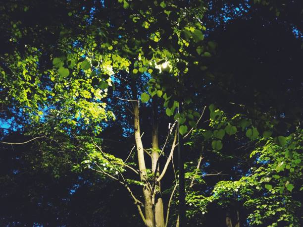 istock Evening landscape in the park 1960132066