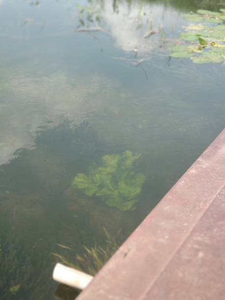istock Green leaves of plants growing under water 1960143664