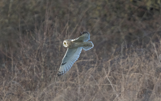 short eared owl from the plain