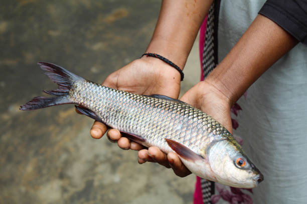 istock Holding a fish on hand close-up view 1960145364