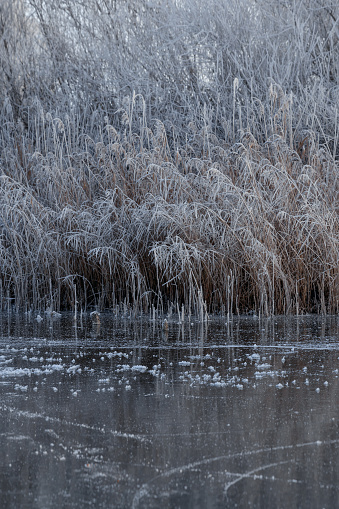 winter landscape with white trees reflecting in the water