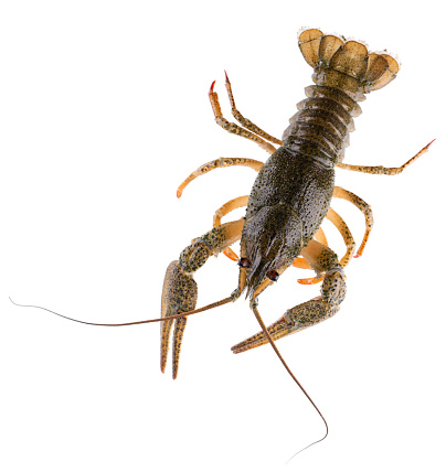 Live crayfish isolated on white background. Clipping path. Top view