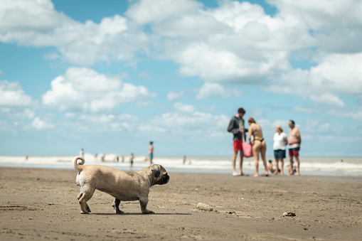 Small female dog walking on the beach